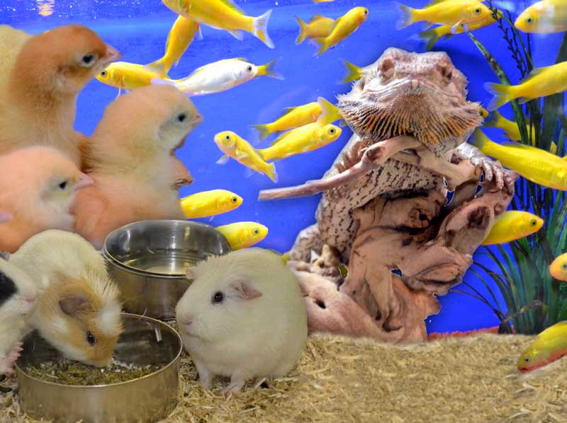 rayon-animalerie2